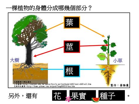 植物介紹|認識植物